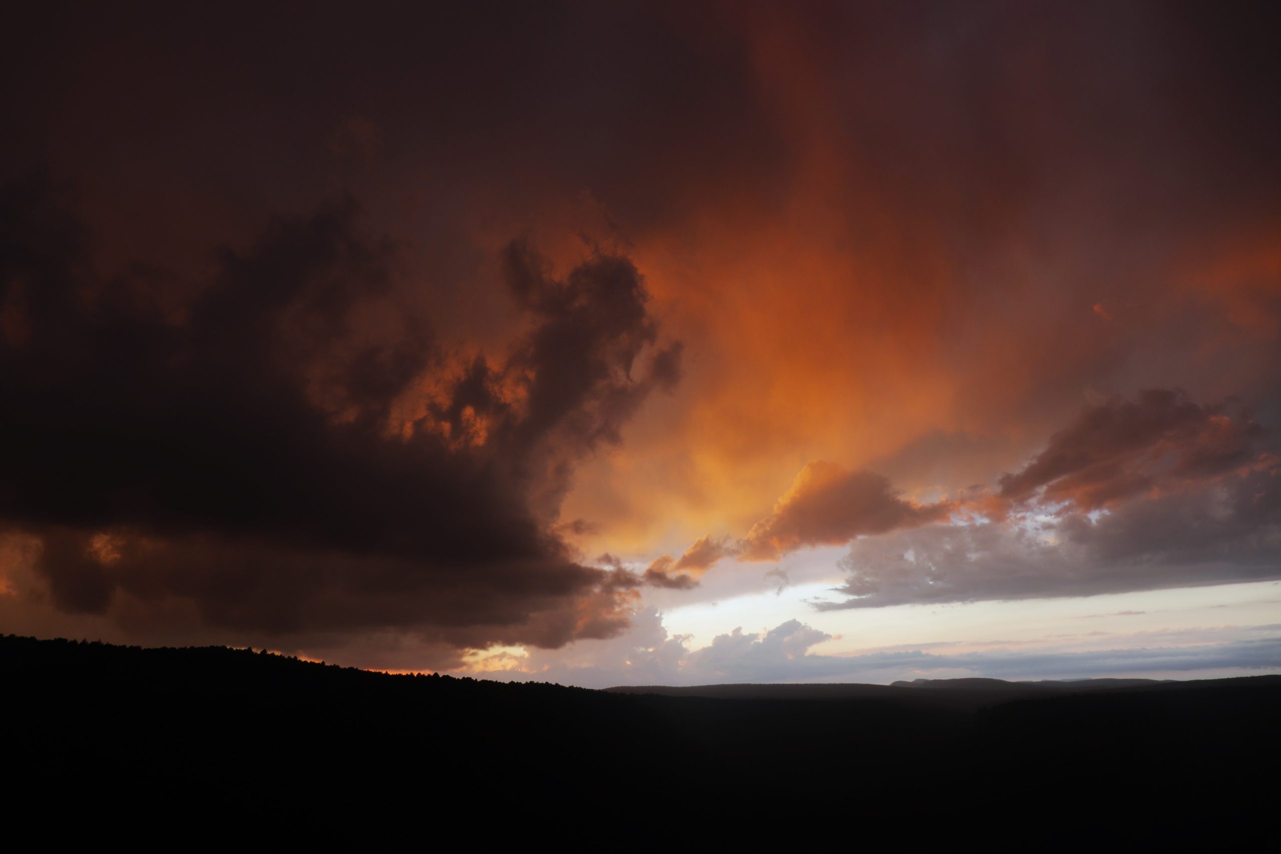 Cicatrices de una loba